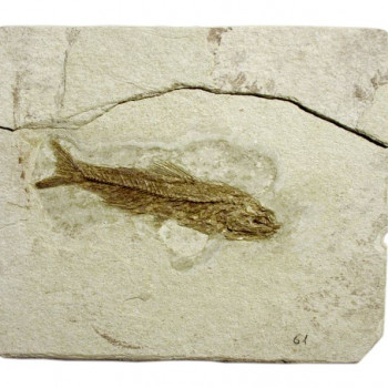 Museo paleontologico comunale